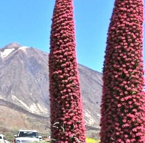 Elegant House Sea View Cruz Feriehus *